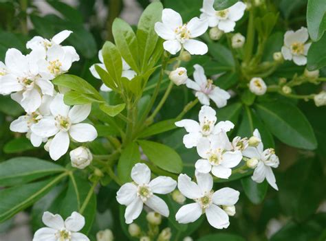 Choisya ternata : Où et quand planter - Taille, conseils entretien