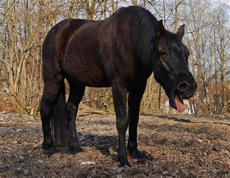 Choke in Horses - Mobile Veterinary Services