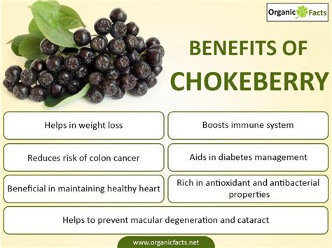 Chokecherry benefits. Jan 7, 2023 · 5 Chokecherry Benefits. Some of the benefits of chokecherries include that it: Is considered to be high in antioxidants Chokecherries are high in antioxidants, which are … 