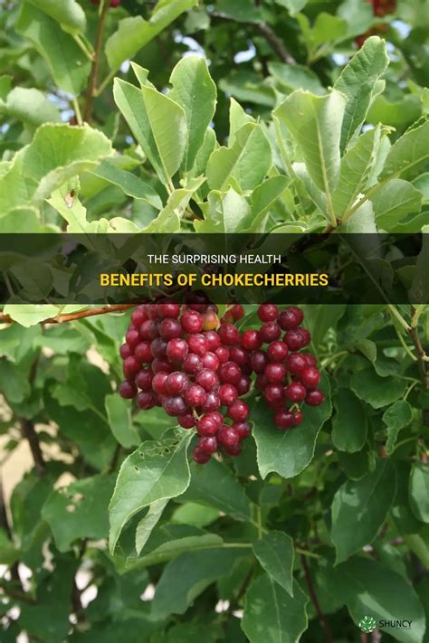 Chokecherry health benefits. Things To Know About Chokecherry health benefits. 