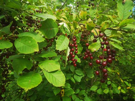 Choke Cherry - Prunus virginiana. This shade intolerant shrub is found all over southern Ontario and was used for medicinal purposes by early settlers. It is .... 