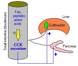 Cholecystokinin Definition & Meaning YourDictionary