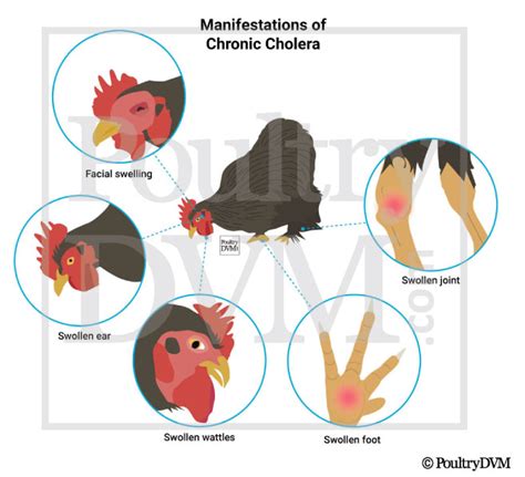 Cholera In Poultry: Causes, Symptoms, Diagnosis, & 10 Cholera ...