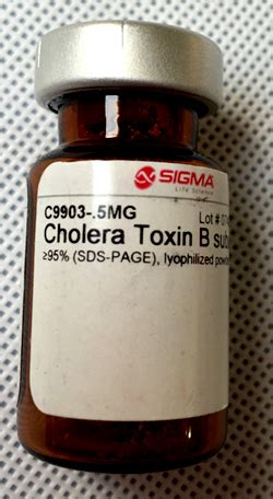 Cholera Toxin B subunit 95 (SDS-PAGE), lyophilized …