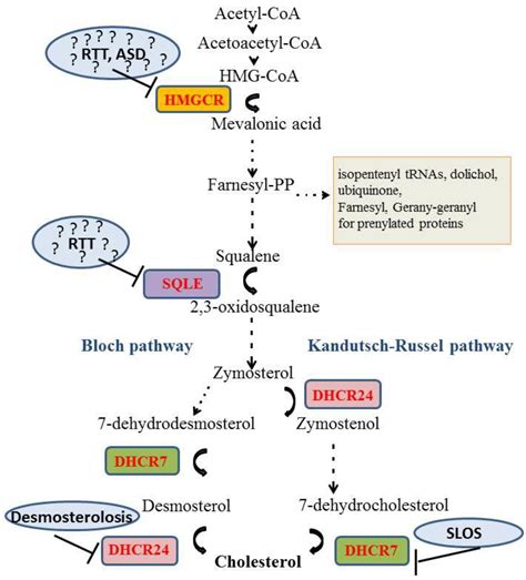 Cholesterol in ASD: Characterization and Treatment