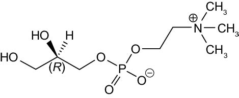 Choline Alphoscerate (Alpha-Glyceryl-Phosphoryl-Choline) An Old Choline ...