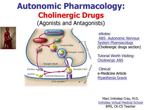 Cholinergic and Anticholinergic Pharmacology for …