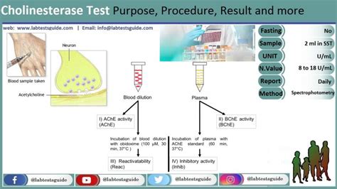 Cholinesterase Tests - Testing.com