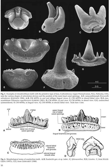 Chondrichthyes 1 paleozoic elasmobranchii handbook of paleoichthyology. - Guía de los movimientos de musculación.
