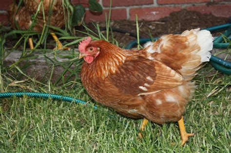 Chook. Things To Know About Chook. 