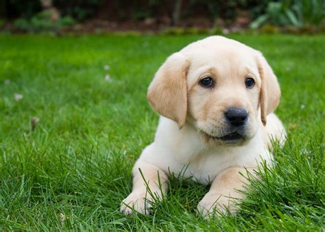 Choosing A Labrador Retriever Puppy