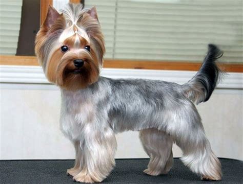 Choosing Grooming Style for Yorkie