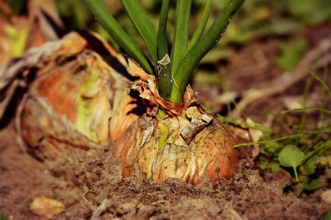 Choosing Onions – Short Day or Long Day? - Farm Homestead