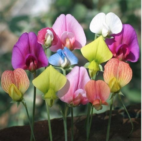 Choosing sweet peas for colour, scent and structure