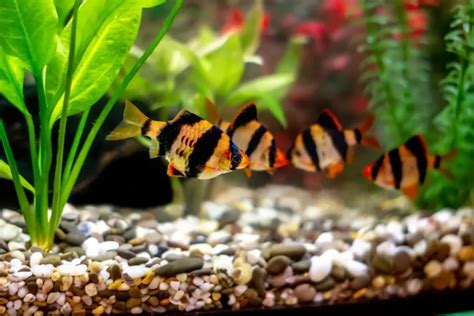 Choosing the Best Tiger Barb Tank Size - Avid Aquarist