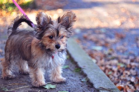 Chorkie Mixed Dog Breed Pictures, Characteristics,