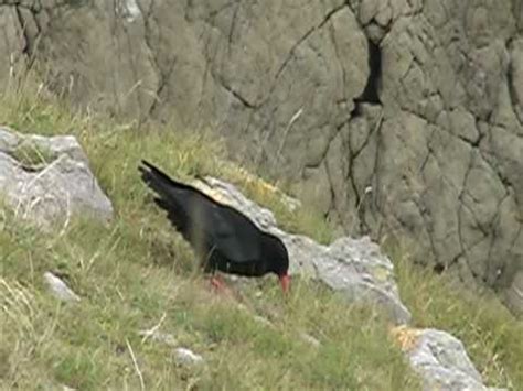 Choughs at St Govan