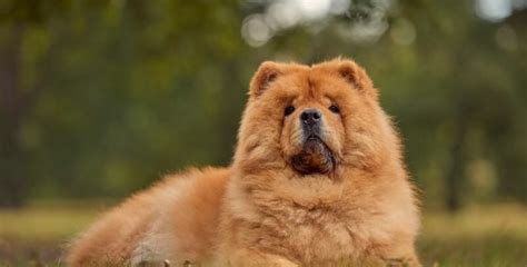 Chow Chow : caractère, santé, alimentation, prix et …