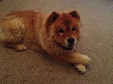 Chow Chow Names at DogNamed.com