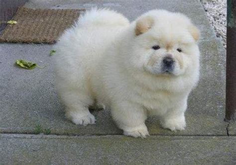 Chow Chow puppies for sale in North Carolina from trusted …