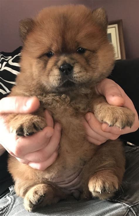 Chow chow puppies for sale craigslist. 2 girls 1 boy purebred Chow Chow. 1st Vaccination and dewormed. 8 weeks old on 10/28 