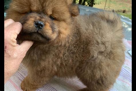 Chow Chow Puppies for Sale. Chow Chow Puppies for Sale. Female - Ref ID: 19251. Chow Chow. Petland Iowa City 319-512-7949. Chow Chow Breed Video. Watch Video. Frequently Asked Questions. Are Chows suitable for first-time dog owners? No. They grow up to be quite independent and strong dogs and they are no mean feat for a first-time dog owner.. Chow chow puppies for sale craigslist