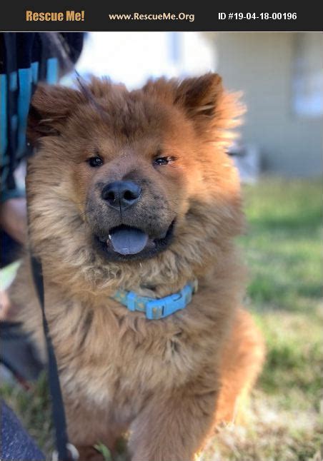 Chow chow rescue. Things To Know About Chow chow rescue. 