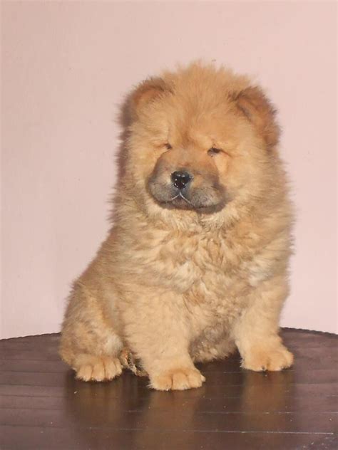 Chow dogs for sale. Chow Chow is a blue-tongued dog breed with a striking appearance. The luxurious mane and slightly frowned look make the dog look like an angry teddy bear. The breed standard was first developed in 1895. 