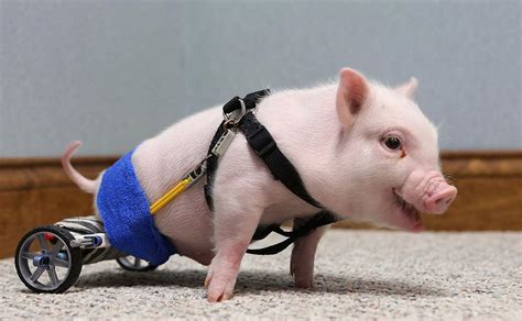 Chris p bacon. Teaching a 10 day old pig to use a wheel chair made of toy parts.Chris P. Bacon, "Pig On Wheels," Teams Up With Charitable Organizations to Bring Positive Me... 