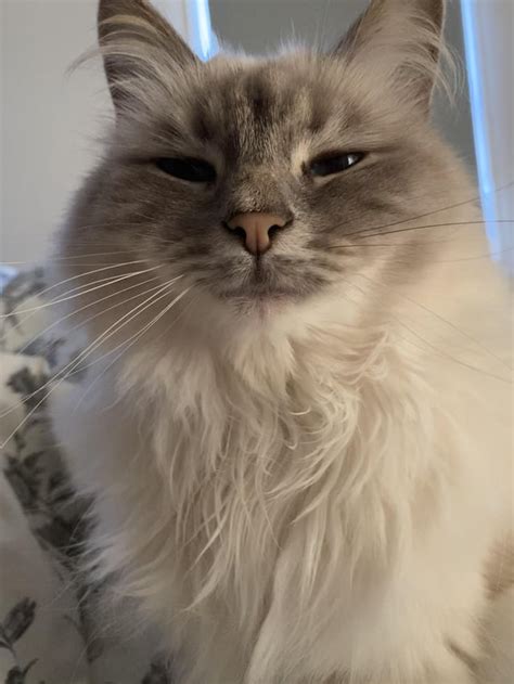 Chrispcat Leaks 🍑 PORN
