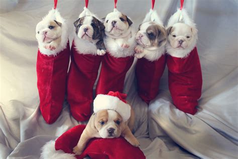 Christmas Bulldog Puppies