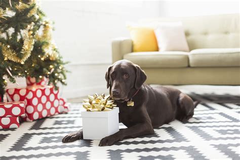 Christmas Gift For Dog Lover