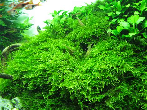 Christmas Moss &ndash; Care, Propagation, & Issues