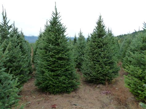 Christmas Tree Farm Sandpoint Ranch Tree Farm