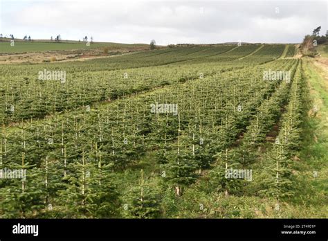 Christmas Trees and Supplies in Kinnaird Brechin Angus