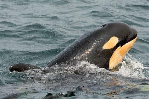 Christmas baby for endangered southern resident killer whales
