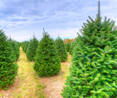 Christmas trees near me real. Things To Know About Christmas trees near me real. 