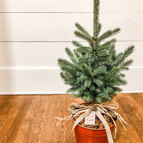 Christmas trees you can plant after the holidays
