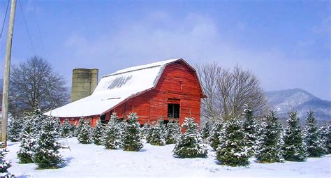 Christmas.tree farm. Things To Know About Christmas.tree farm. 