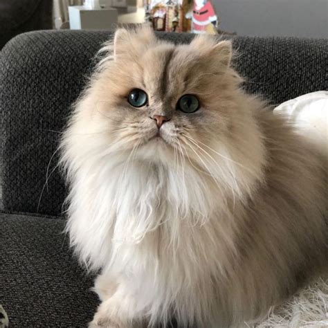 May 11, 2023 - Beautiful Chinchilla, Shaded Silver, Golden & Blue Golden Christypaw Persian dollface kittens for sale in Missouri. 