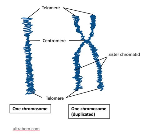 Chromatin vs Chromatid: Comparative Analysis - Lambda Geeks