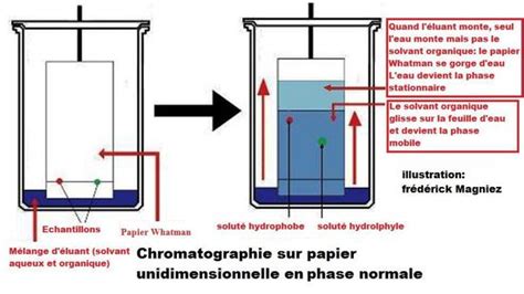 Chromatographie de partage sur papier whatman - Futura