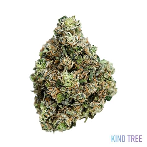 Chrome slipper 99 strain. This strain is an Indica-heavy cross between Kush Mintz and Do-Si-Do which may provide a relaxing, deep state of calm. ... Customers who like Chrome Slipper 99 and Filthy Animals strains may also ... 