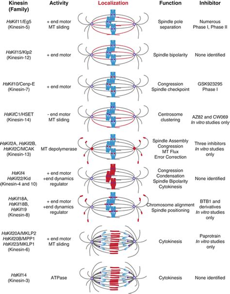 Chromokinesin: Kinesin superfamily regulating cell