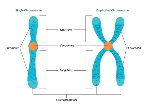 Chromosome - MitoAction