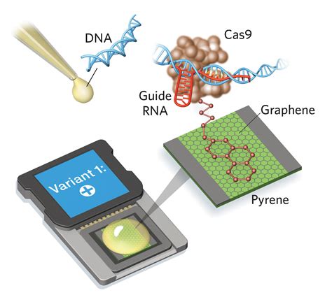 Chromosome and genetic testing using ChIP assay