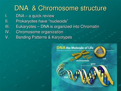 Chromosomes, genes and dna ppt - SlideShare