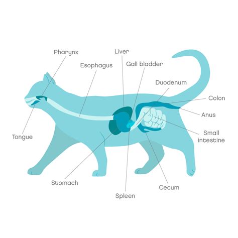 Chronic Pancreatitis in Cats Pets - The Nest