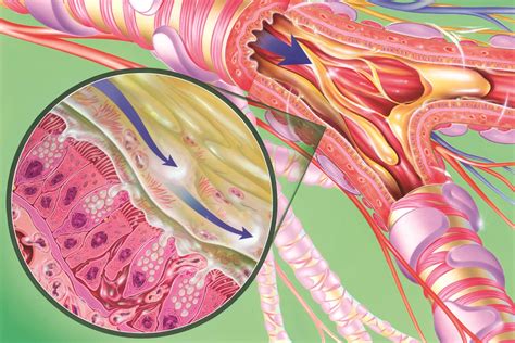 Chronic obstructive pulmonary disease and related phenotypes: …