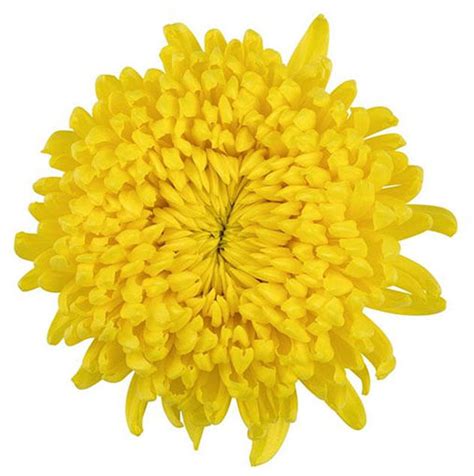 Chrysant Football Resouci - Online Flower Search